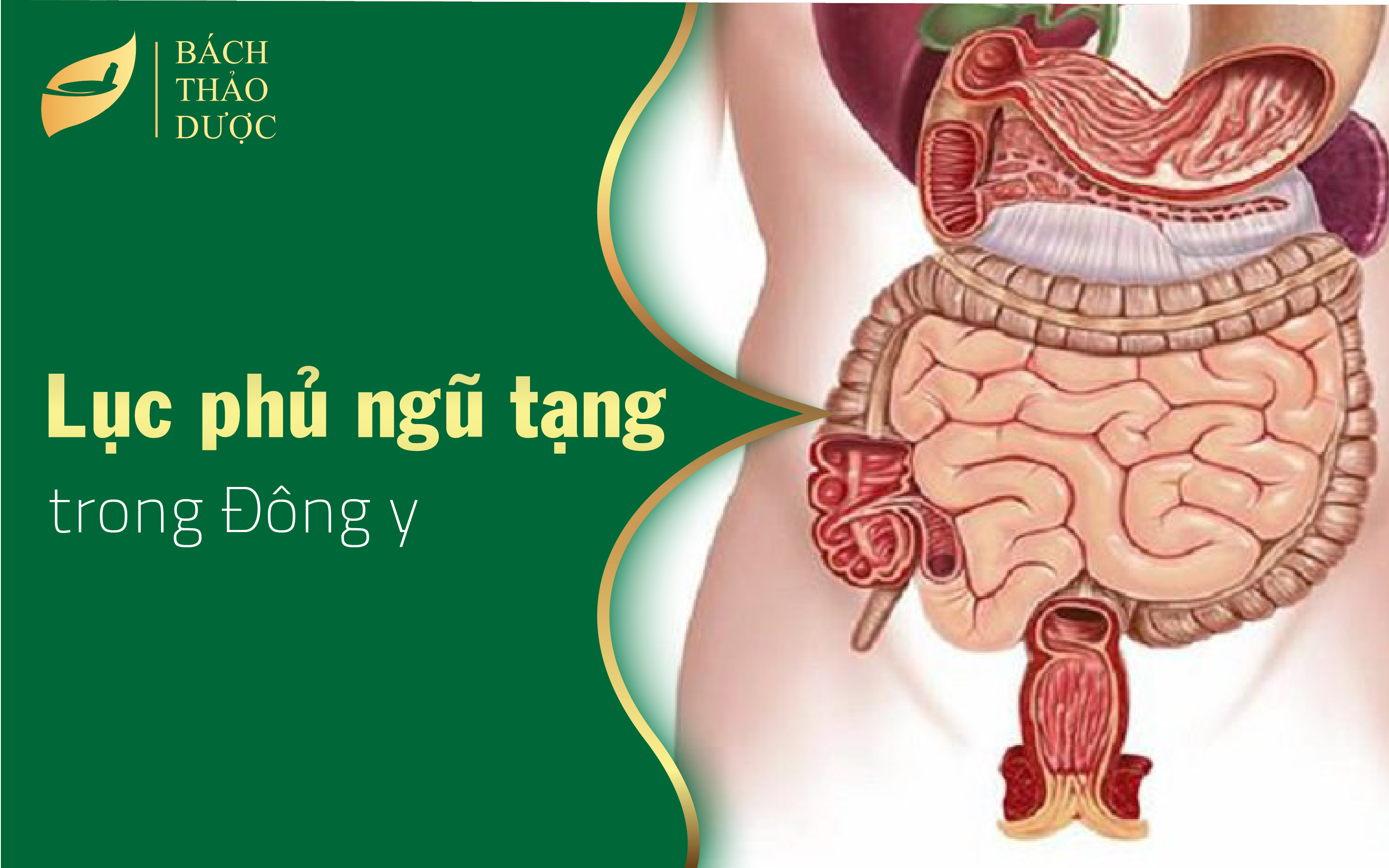 Tìm hiểu về lục phủ ngũ tạng trong đông y